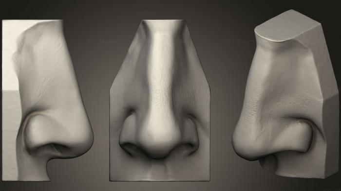 Anatomy of skeletons and skulls (David Nose Nariz, ANTM_0378) 3D models for cnc